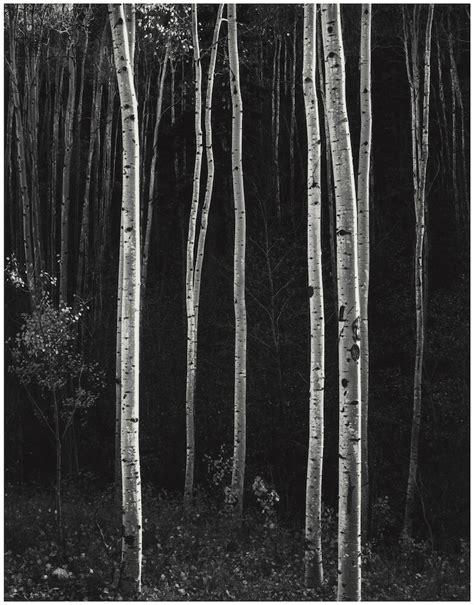 Don Worth, Aspen Trees in Autumn | Photography West