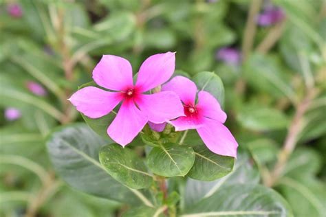 Rosy Periwinkle Pink Flowers Free Photo On Pixabay