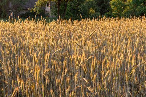 Pole Pszenicy W Promieniach Zachodu Słońca Naturalne Tło Obraz Stock