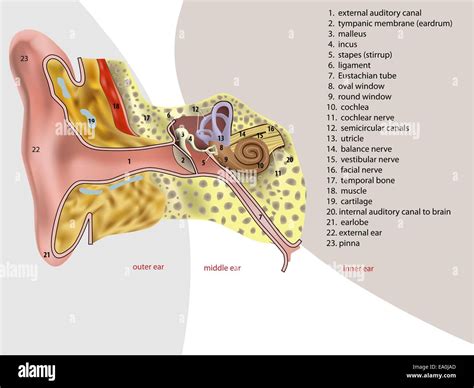 Illustrazione Di Anatomia Dell Orecchio Immagini E Fotografie Stock Ad