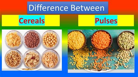 Difference Between Cereals And Pulses Youtube