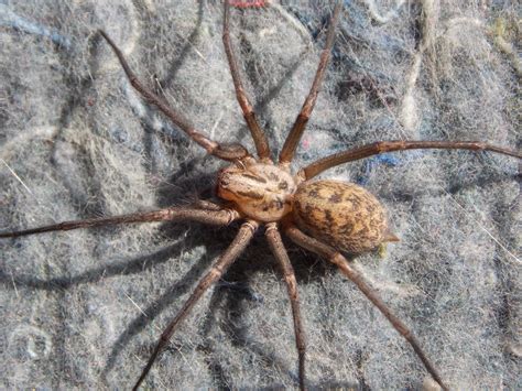 Giant House Spider Tegenaria Gigantea British Nature Guide