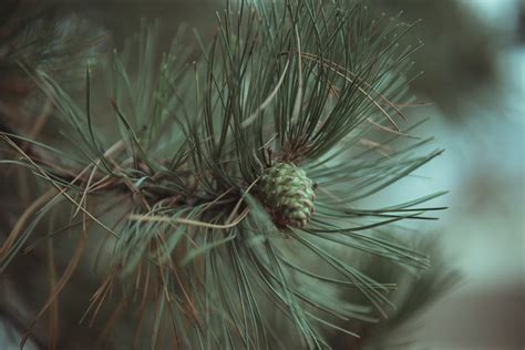 Pine Cones · Free Stock Photo