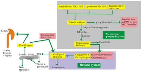 Gilbert Syndrome - Causes, Diagnosis, Complications, Treatment