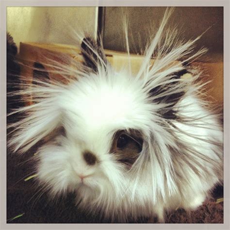 Pin By Barbara Tait On Pure Cuteness Lionhead Rabbit Lionhead Bunny