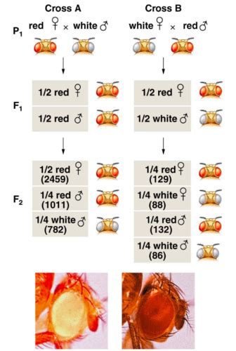 Genetics Sex Determination And X Linked Heredity Flashcards Quizlet