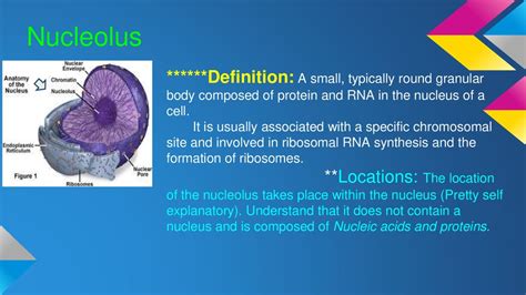 Nucleolus Definition