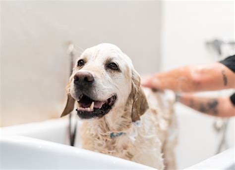 Will Bathing Your Dog Eliminate Fleas The Ultimate Guide For A Flea