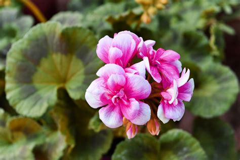 Why Are Your Geranium Leaves Turning Yellow