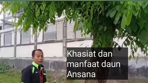 Khasiat Dan Manfaat Daun Ansana Llsuara Daun Youtube