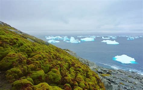 Climate Change Is Turning Antarctica Green - Scientific American