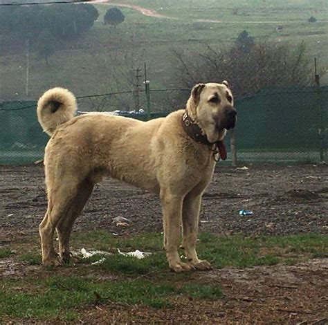 Anatolian Lion Kangal 2021 Kangal Köpeği Köpek Türleri Köpek