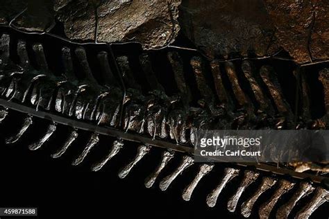 Complete Stegosaurus Fossil Unveiled At Natural History Museum Photos ...