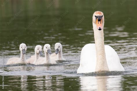 swan family Stock Photo | Adobe Stock