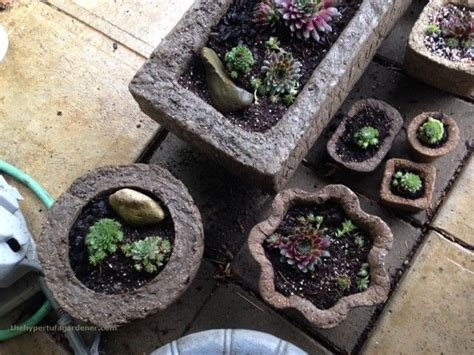 The Hypertufa Gardener Hypertufa Garden Garden Projects