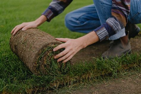 Fescue Sod Installation: DIY vs. Hiring Professional Services