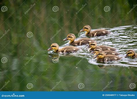 Spot Billed Duck Chick In The River Stock Image Image Of River