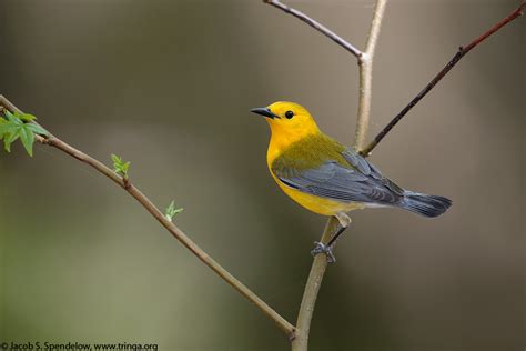 Prothonotary Warbler 6