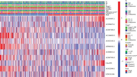 Construction Of Prognostic Cuproptosis Related Lncrna Signature A