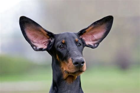 Perro Oreja Fotos De Stock Imágenes De Perro Oreja Sin Royalties