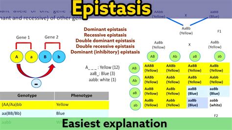 Epistasis | Types | Easiest and detailed explanation | Clear your doubt - YouTube