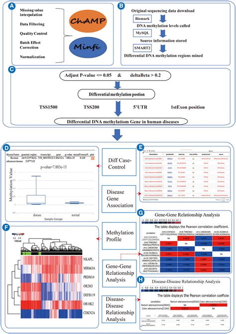 The Pipeline To Identify Specific Differential Dna Methylation Gene