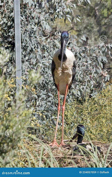 The Male Black Necked Stork Is Standing On The Nest Stock Image Image