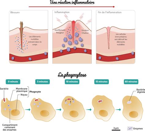 Séquence 3 Le système immunitaire César Sciences