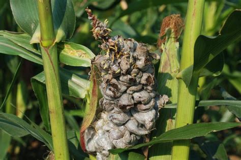 10 Hama Dan Penyakit Penting Tanaman Jagung Serta Pengendaliannya