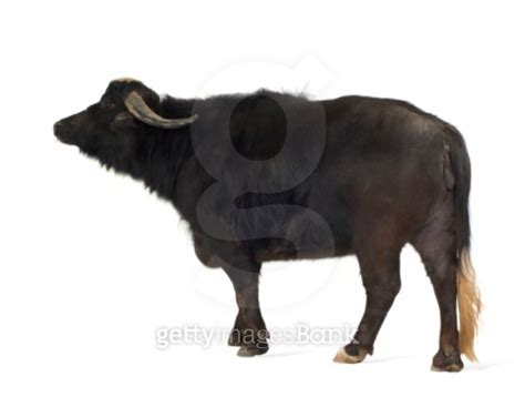 Domestic Asian Water Buffalo Bubalus Bubalis