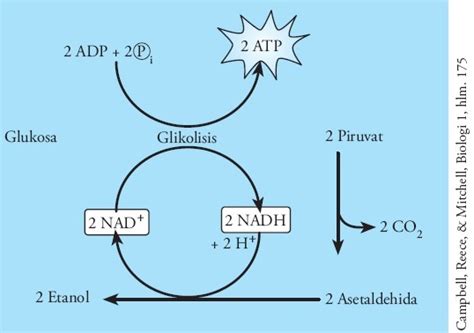 Contoh Dan Proses Fermentasi Alkohol