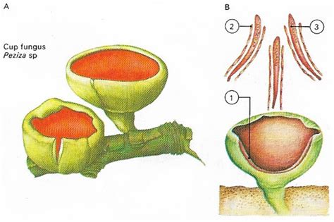 Peziza Diagram