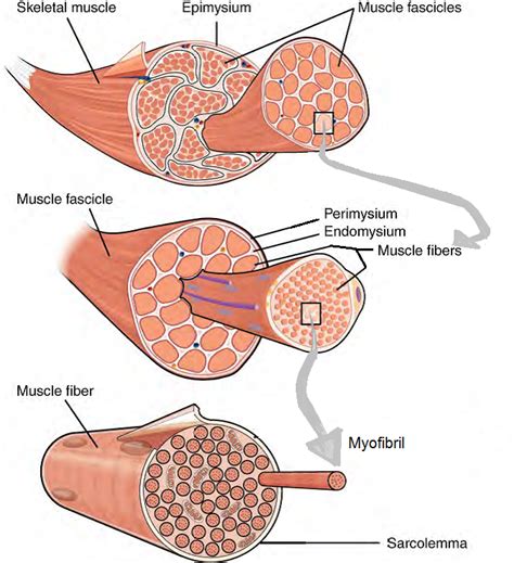 Micro Muscle Cell Anatomy