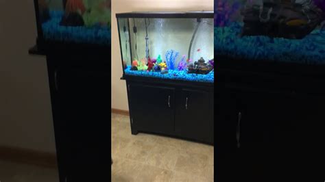 Petsmart Marineland Heartland Gal Aquarium And Stand Review Youtube