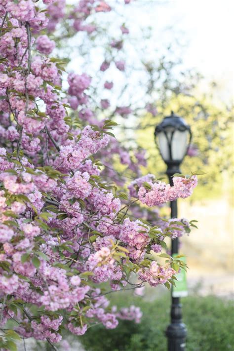 Central Park In Spring By Georgianna Lane Author And Photographer Of