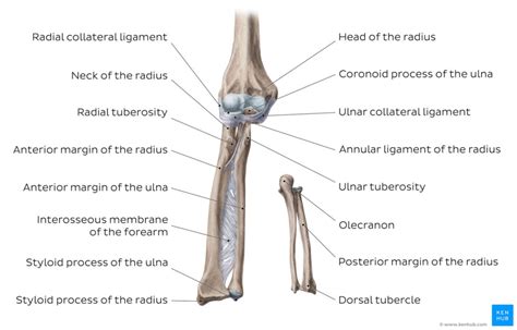 Ulna Physiopedia