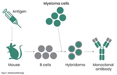 Antibody Production in Drug Discovery | Pharmafocus America