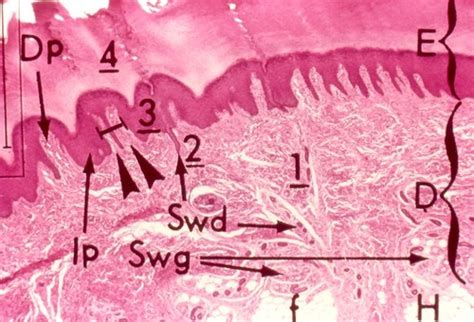 Histo Lab Tutorial Pics 12 Integument Flashcards Quizlet