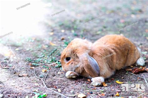 Photo of cute baby bunny rabbit playing in the garden, Stock Photo ...