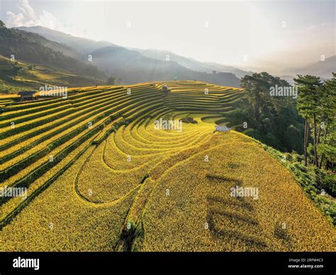 terrace rice field in Vietnam Stock Photo - Alamy