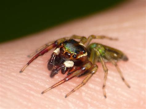 Jumping Spider Salticidae Andreas Kay Flickr