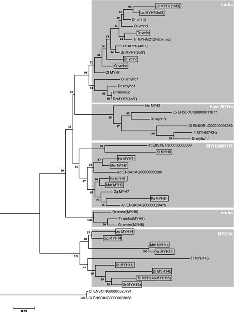 Molecular Phylogenetic Analysis Of Host MYHs And Related Paralogs By