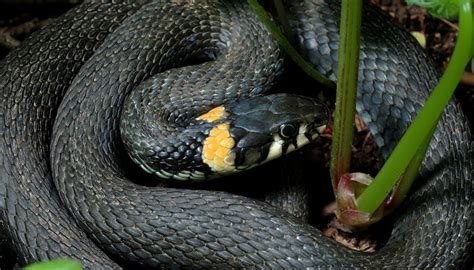 Black Snakes with Yellow Rings in Georgia | Sciencing