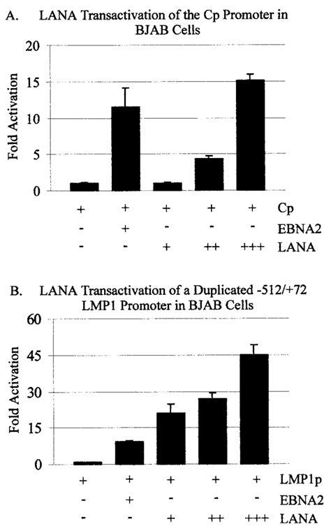 Lana Transactivation Of The Major Latent Ebv Promoters Cp And Lmp In