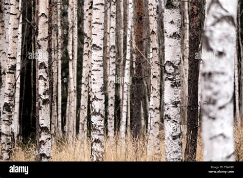 birch tree forest Stock Photo - Alamy