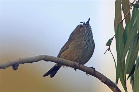 Brown Thornbill From Victor Harbor SA 5211 Australia On September 10