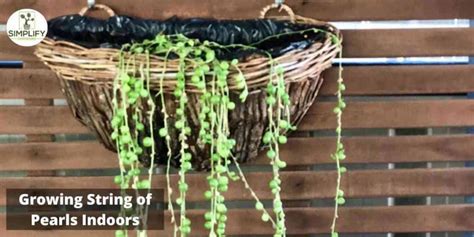 String of Pearls Propagation: The Ultimate Guide - Simplify Gardening