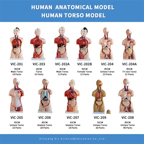 55cm Unisex Human Torso Skeleton Anatomy 20 Parts