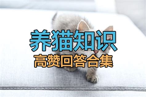 新手养猫从入门到精通，猫无忧新手养猫指南，持续更新中 知乎