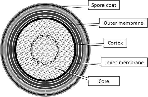 Schematic representation of the structure of a spore | Download ...